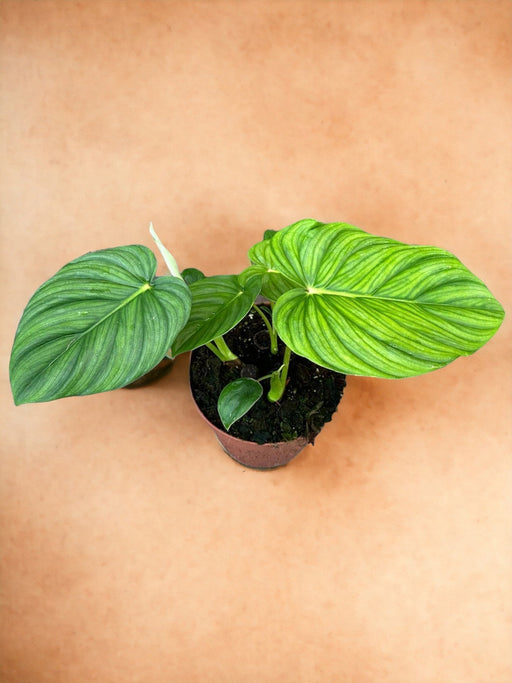 Filodendro Pastazanum