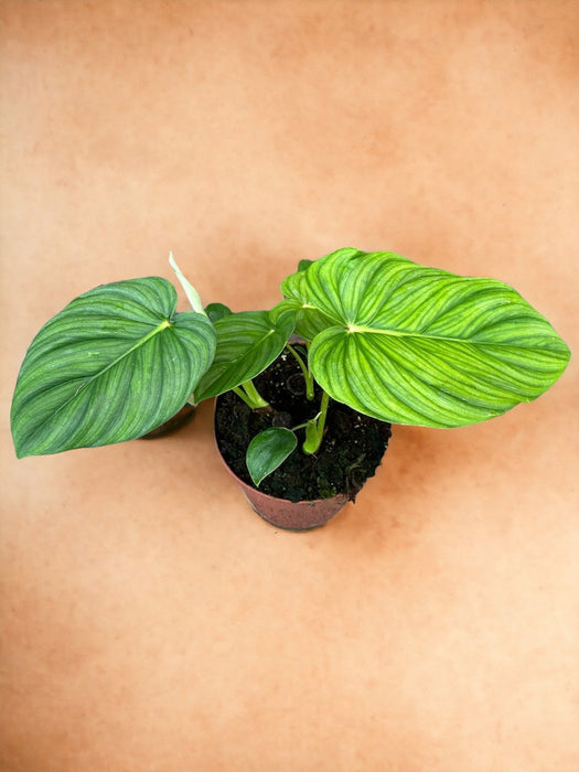 Filodendro Pastazanum