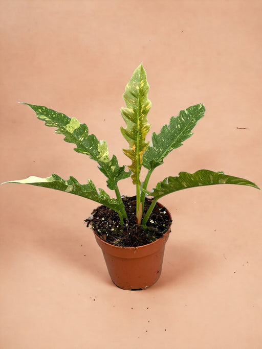 Anello Di Fuoco Del Filodendro