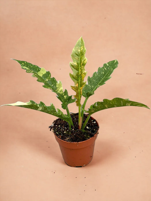 Anello Di Fuoco Del Filodendro