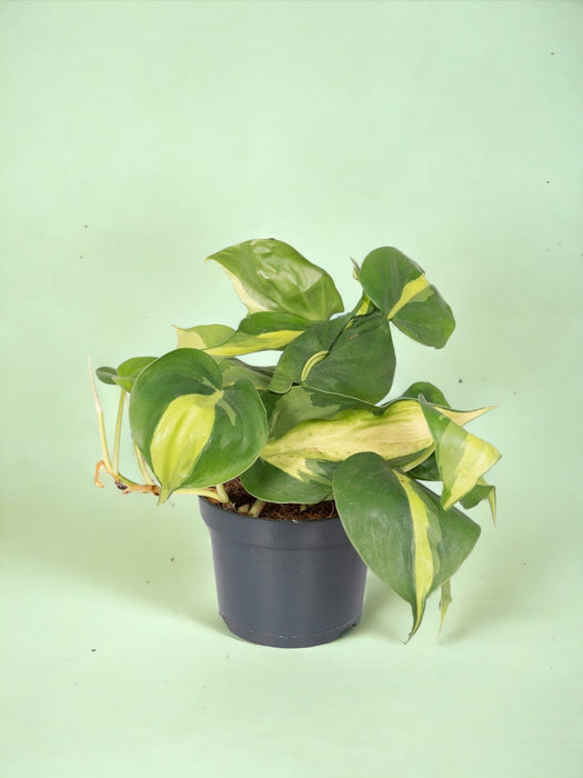 Filodendro Scandens Brasil - H15Cm, Ø12Cm - Pianta Cadente