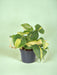 Filodendro Scandens Brasil - H15Cm, Ø12Cm - Pianta Cadente