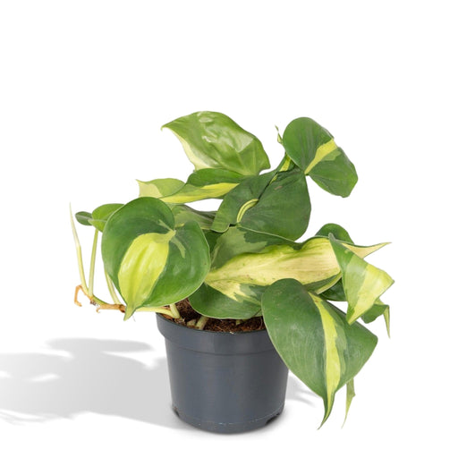 Filodendro Scandens Brasil - H15Cm, Ø12Cm - Pianta Cadente