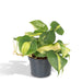 Filodendro Scandens Brasil - H15Cm, Ø12Cm - Pianta Cadente