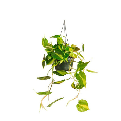 Filodendro Scandens Brasile