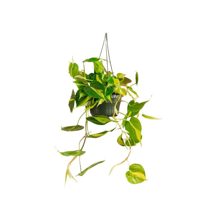 Filodendro Scandens Brasile