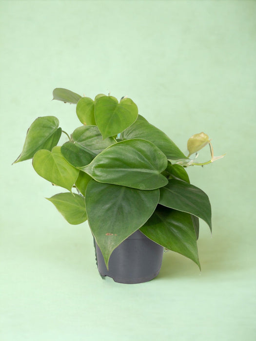 Filodendro Scandens - H15Cm, Ø12Cm - Pianta Pensile