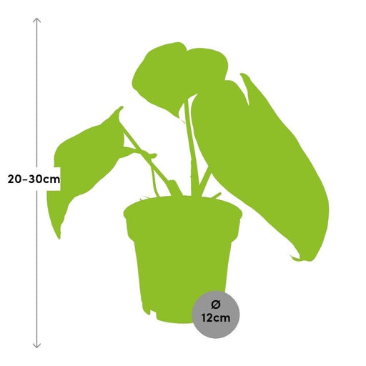 Atomo Di Filodendro Selloum