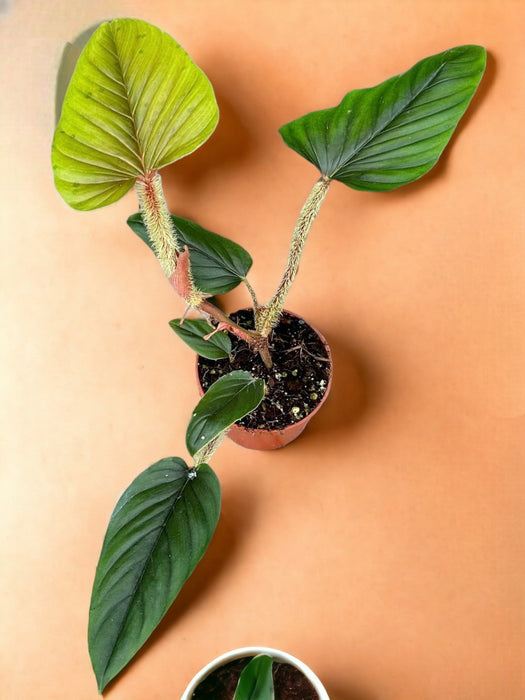 Serpenti Di Filodendro