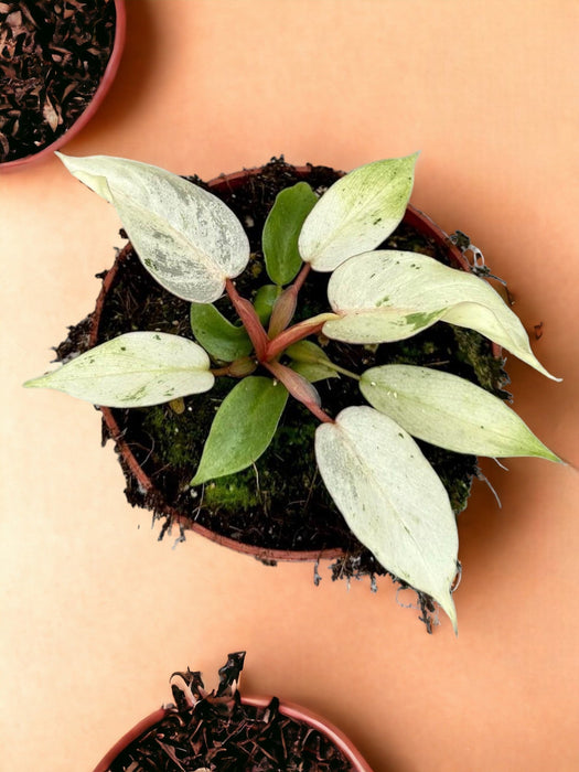 Filodendro Cumulo Di Neve