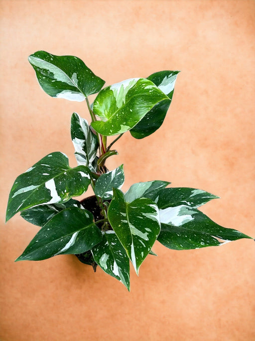 Filodendro Principessa Bianca