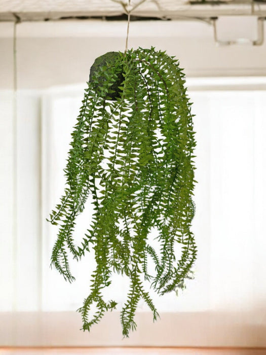 Phlegmariurus - Pianta Artificiale Che Cade