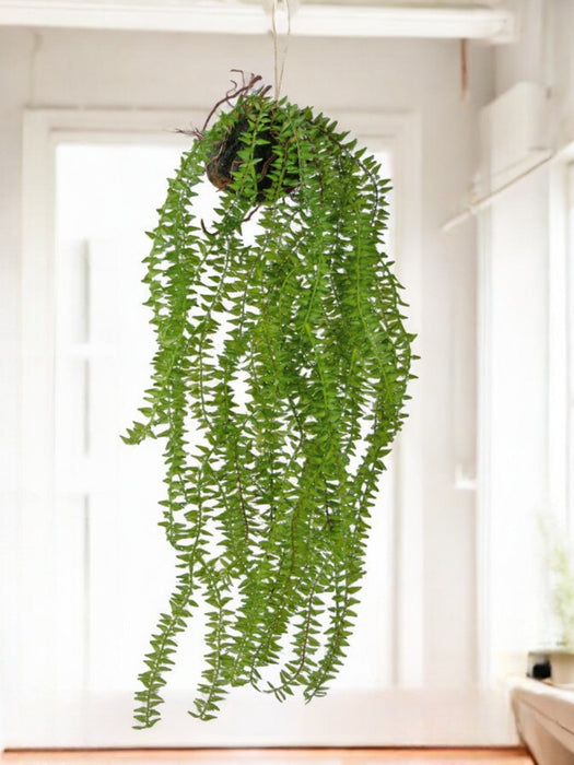 Phlegmariurus - Pianta Artificiale Che Cade