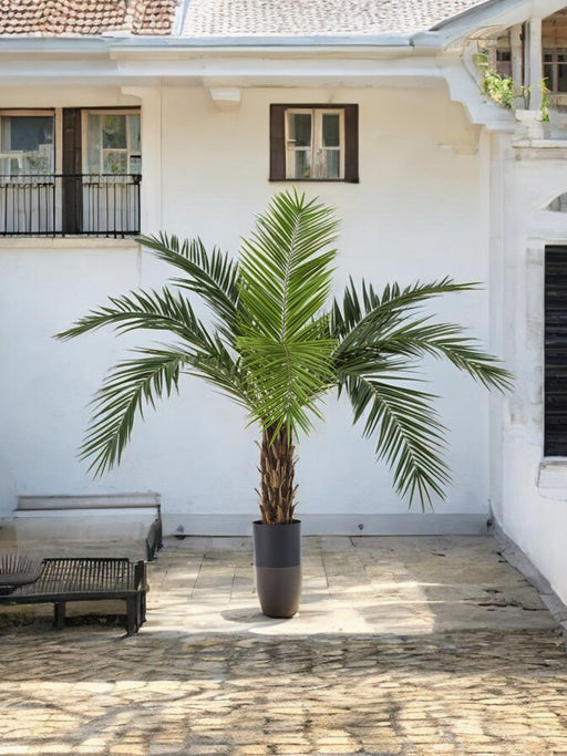 Phoenix Canariensis - Palma Artificiale