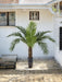 Phoenix Canariensis - Palma Artificiale