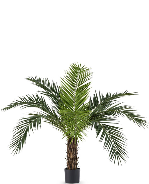 Phoenix Canariensis - Palma Artificiale