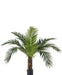 Phoenix Canariensis - Palma Artificiale