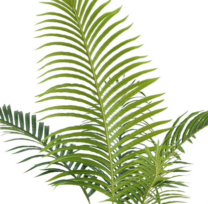 Phoenix - Palma Artificiale