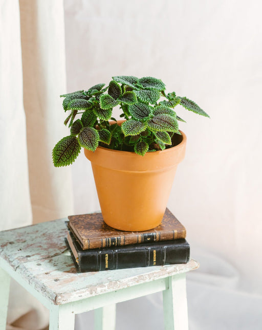 Pilea Involucrata (M)