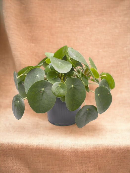 Pilea-La Ronde