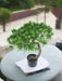 Pino - Bonsai Artificiale