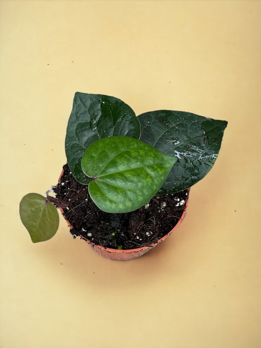 Piper Sp Indonesia Verde