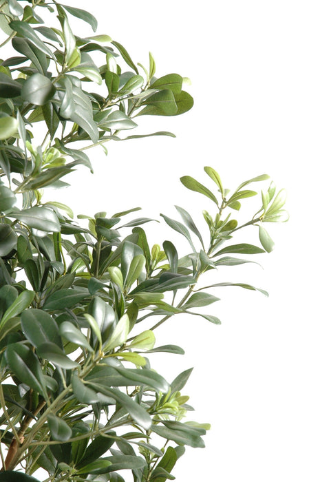 Pittosporo Artificiale 150 Cm Per Interni