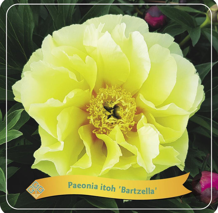 Peonia 'Bartzella' Gialla