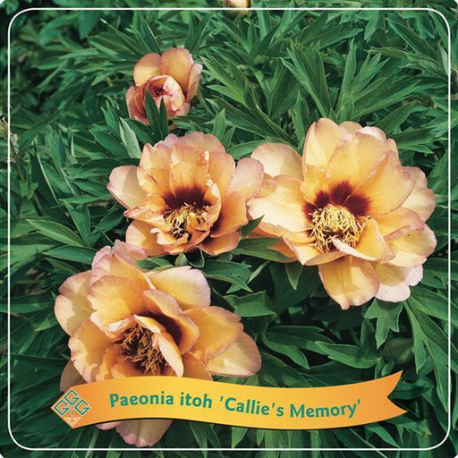 Peonia Corallo 'Callie'S Memory'