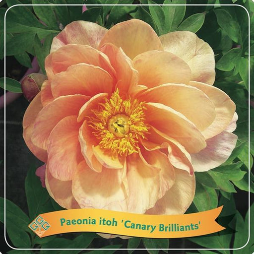 Peonia 'Arancio Canarino Brillanti