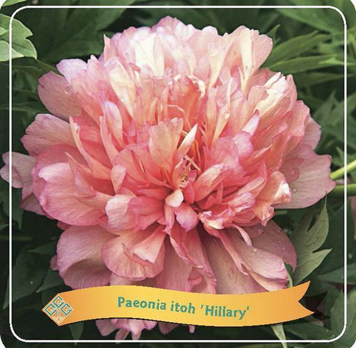 Peonia 'Hillary' Rosa Pastello