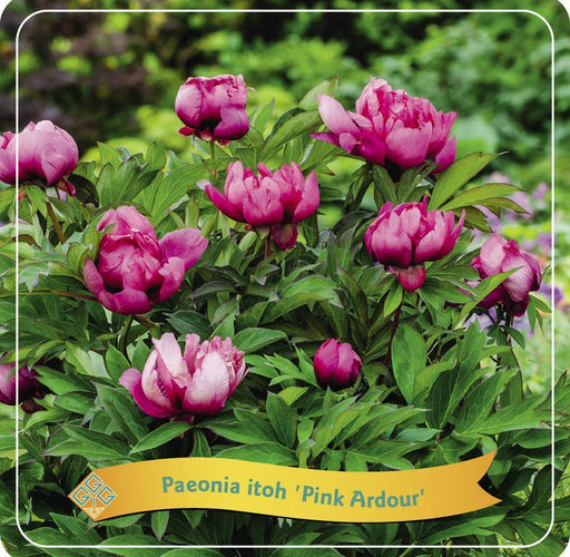 Peonia 'Pink Ardor' Rosa