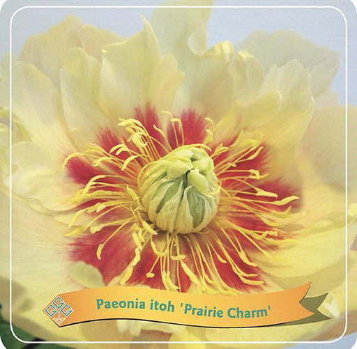 Peonia 'Prairie Charm' Gialla