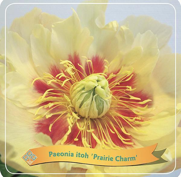 Peonia 'Prairie Charm' Gialla