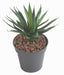 Pianta Di Agave Artificiale 20 Cm Per Decorazione Esterni