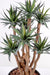 Pianta Di Agave Artificiale 72Cm 7 Steli Verde