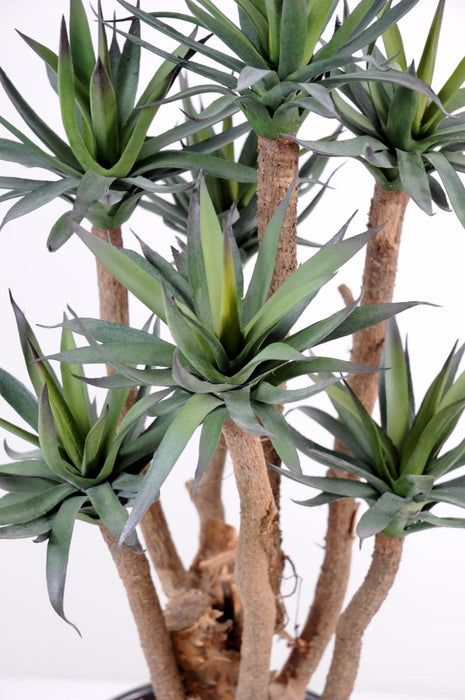 Pianta Di Agave Artificiale 72Cm 7 Steli Verde