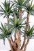 Pianta Di Agave Artificiale 72Cm 7 Steli Verde