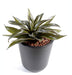 Pianta Di Agave Artificiale Da Interno 24 Cm Verde