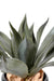 Pianta Di Agave Artificiale Da Interno 75Cm Verde