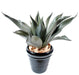Pianta Di Agave Artificiale Da Interno 75Cm Verde