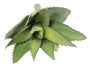 Pianta Artificiale Di Aloevera A Punto 26 Cm