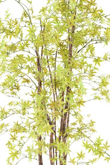 Pianta Aralia Artificiale 180Cm Per Interni Esterni