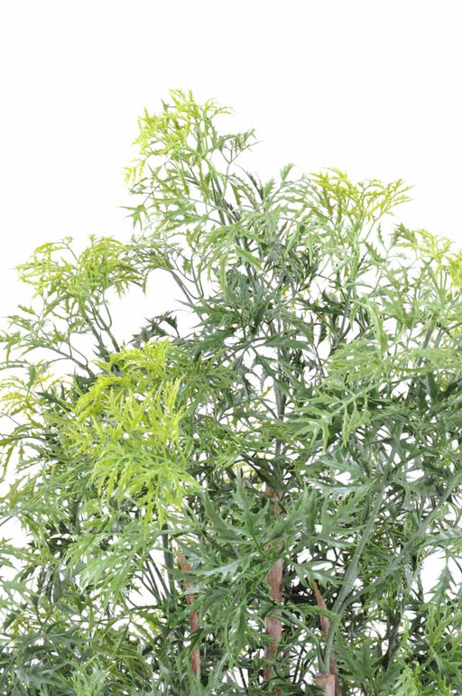 Pianta Artificiale Aralia Ming H160Cm Per Interni Esterni