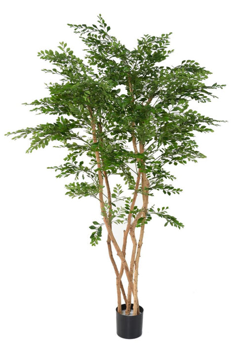 Pianta Acacia Artificiale 5 Tronchi H.180Cm Verde