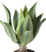 Pianta Di Agave Artificiale Cactus Da Interno 60Cm