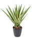 Pianta Artificiale Agave Furcraea 110Cm Verde Giallo