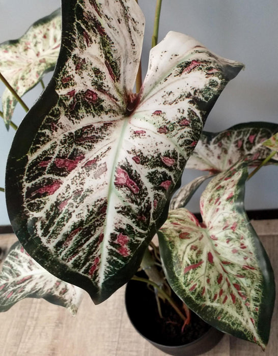 Pianta Di Alocasia Artificiale 75 Cm Per Interni