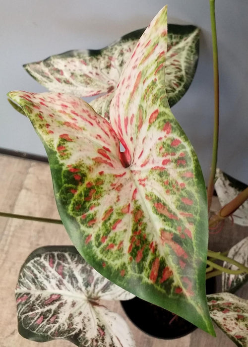 Pianta Di Alocasia Artificiale 75 Cm Per Interni