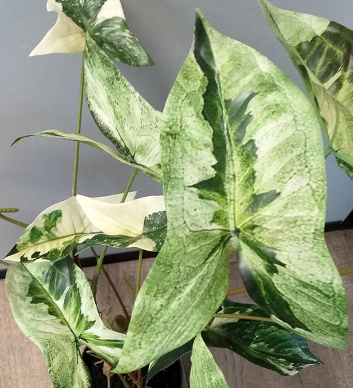 Pianta Di Alocasia Artificiale 75Cm Con Vaso Nero